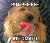 Image attachment thumbnail