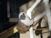 Image attachment thumbnail