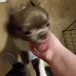 Image attachment thumbnail