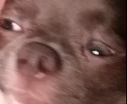 Image attachment thumbnail