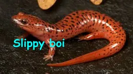 Image attachment thumbnail