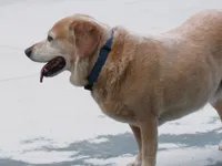 Image attachment thumbnail