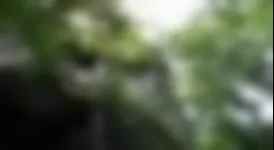 Image attachment thumbnail