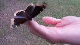 Video attachment thumbnail