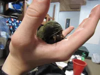 Image attachment thumbnail