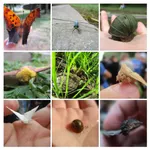 Image attachment thumbnail