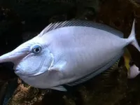 Image attachment thumbnail