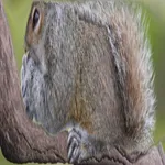 Image attachment thumbnail