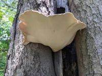 Image attachment thumbnail