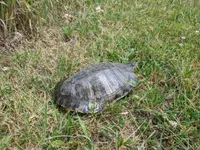 Image attachment thumbnail