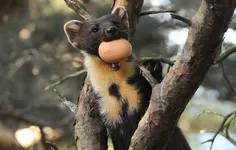 Image attachment thumbnail