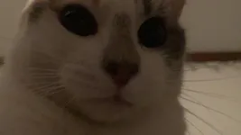 Image attachment thumbnail