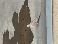 Image attachment thumbnail