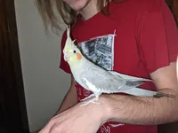 Image attachment thumbnail