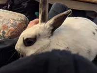 Image attachment thumbnail