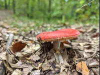 Image attachment thumbnail