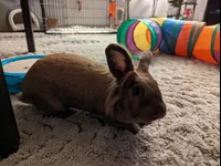 Image attachment thumbnail