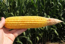 Image attachment thumbnail