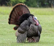 Image attachment thumbnail