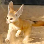 Image attachment thumbnail