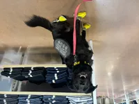 Image attachment thumbnail