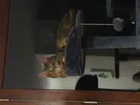 Image attachment thumbnail