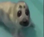 Image attachment thumbnail