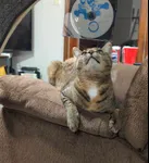 Image attachment thumbnail