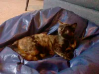 Image attachment thumbnail