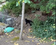 Image attachment thumbnail