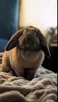 Image attachment thumbnail
