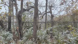 Video attachment thumbnail