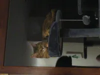 Image attachment thumbnail