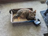 Image attachment thumbnail