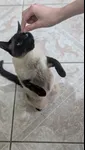 Image attachment thumbnail
