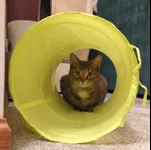 Image attachment thumbnail