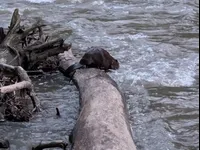 Image attachment thumbnail
