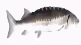 Video attachment thumbnail