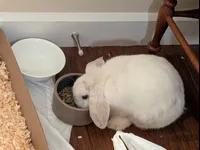 Image attachment thumbnail