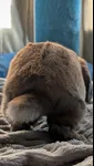 Image attachment thumbnail