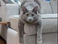 Image attachment thumbnail