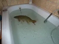 Image attachment thumbnail
