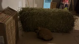 Image attachment thumbnail