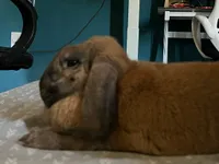 Image attachment thumbnail