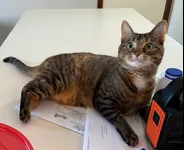 Image attachment thumbnail
