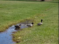 Image attachment thumbnail