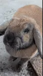 Image attachment thumbnail