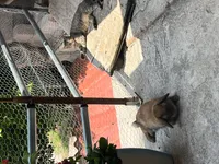 Image attachment thumbnail