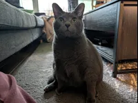 Image attachment thumbnail
