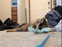 Image attachment thumbnail